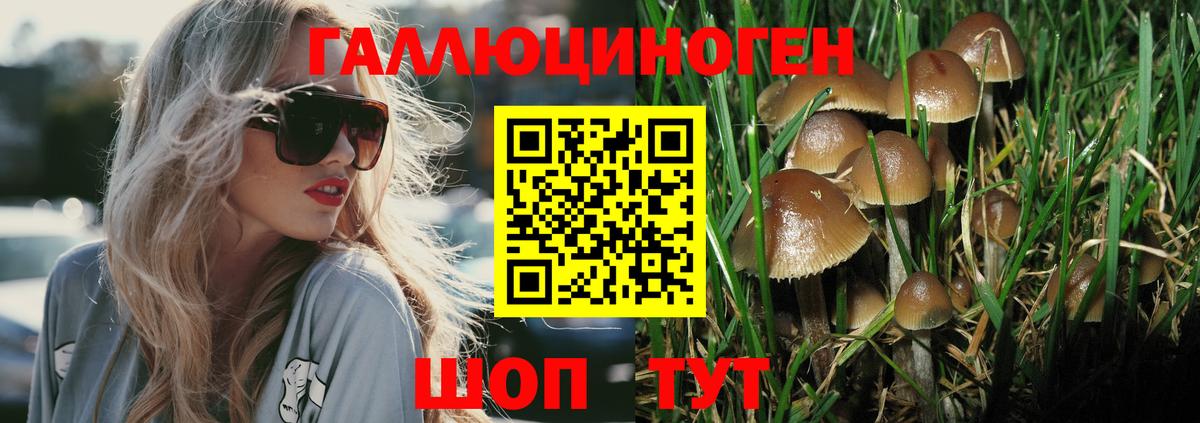 Галлюциногенные грибы Psilocybine cubensis Миллерово